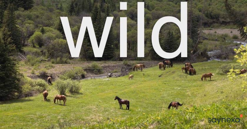 Wild